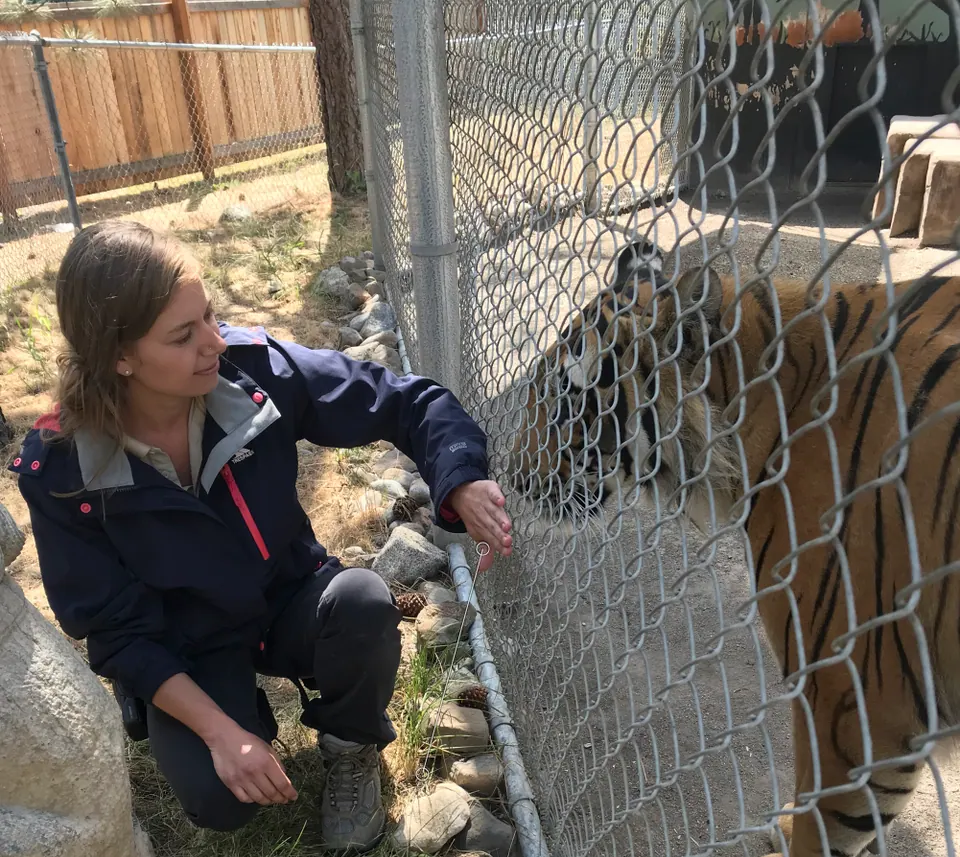 Molly crouching beside a tiger's enclosure at a wildlife sanctuary