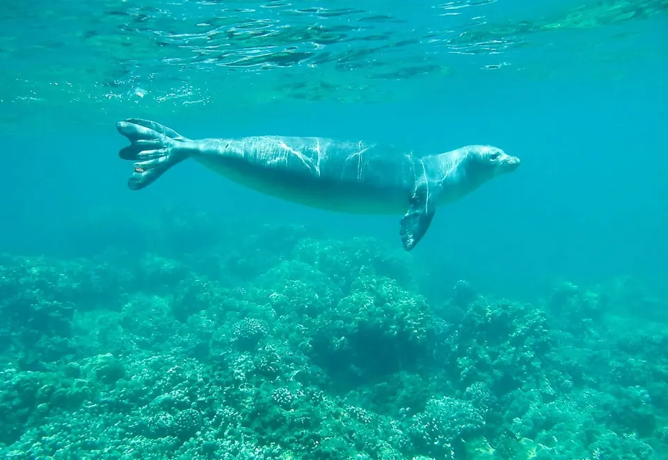 Seal swimming just above a coral reef in clear turquoise water