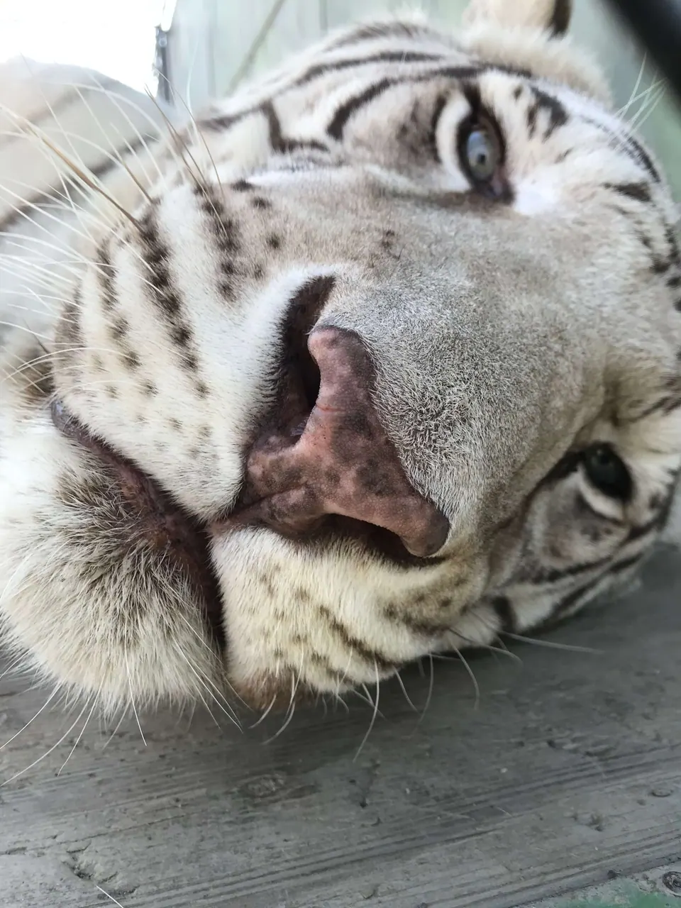 Extreme close-up of a white tiger lying on its side, looking at the camera