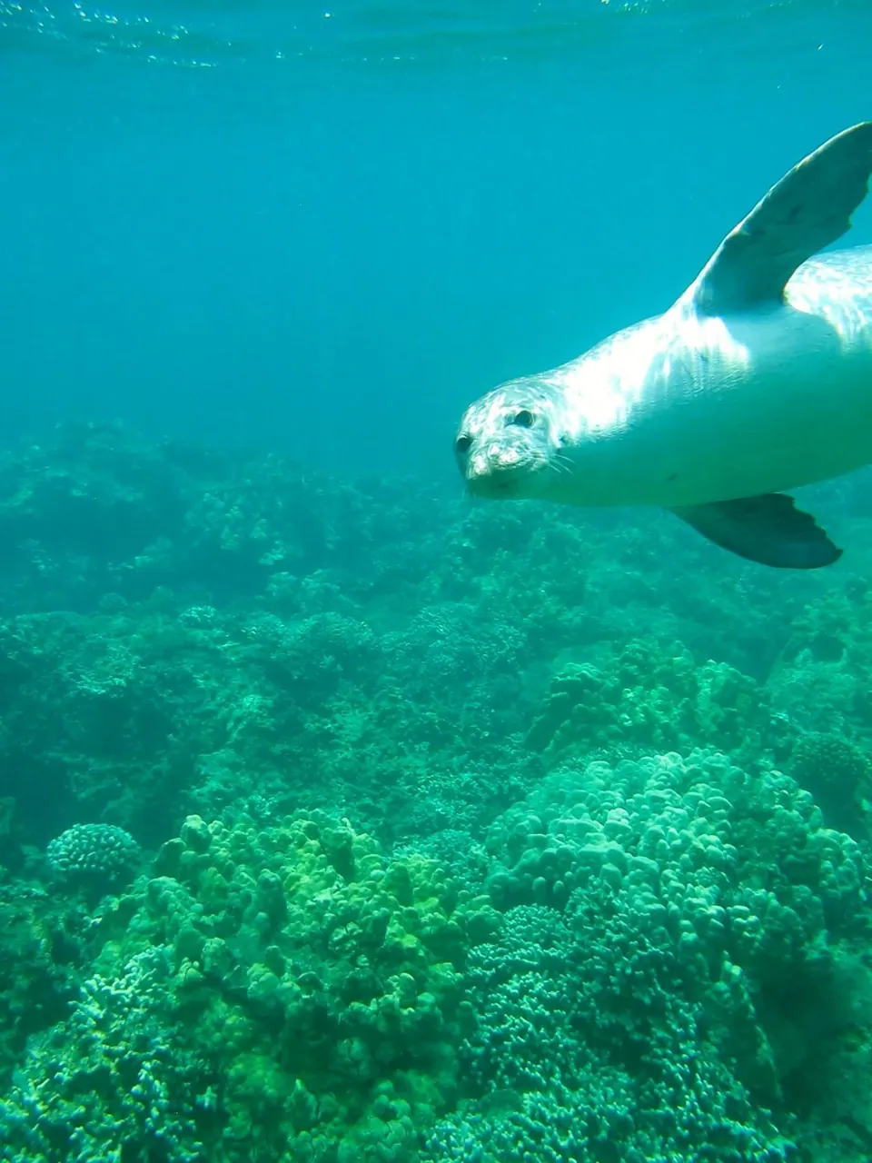 Seal swimming toward the camera over a shallow green reef