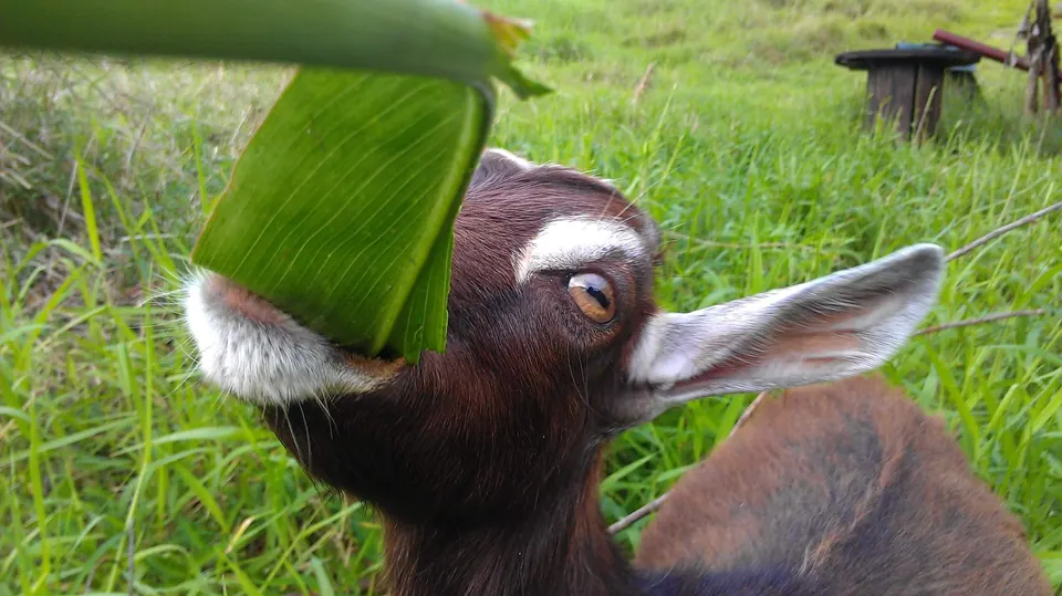 Young black and white goat chewing on a large green leaf in a grassy field