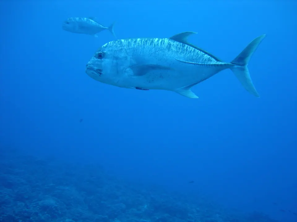 Large silver fish swimming through deep blue open water