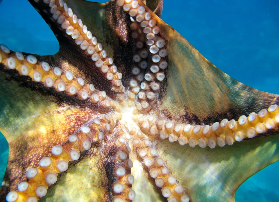 Underside of an octopus with its arms and suction cups spread across the frame
