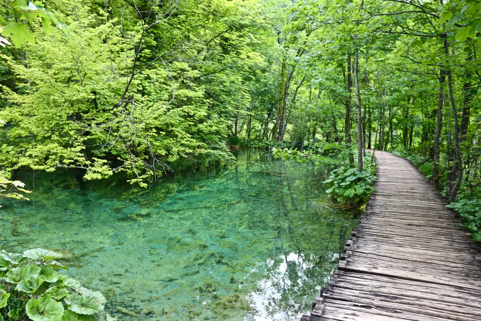 Wooden boardwalk curving beside a clear green pond in a dense forest
