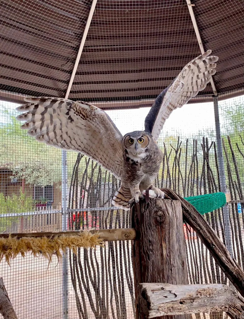 Owl spreading its wings on a wooden perch inside an aviary