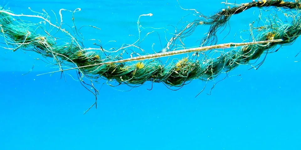 Rope overgrown with green algae floating on bright turquoise water