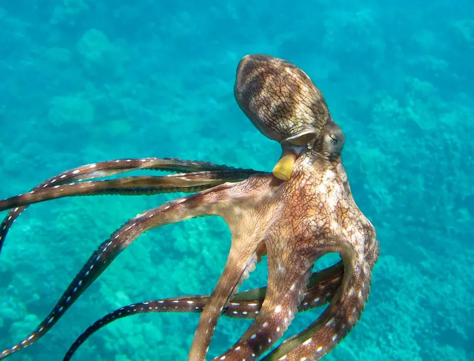 Brown octopus stretching its arms across a coral reef