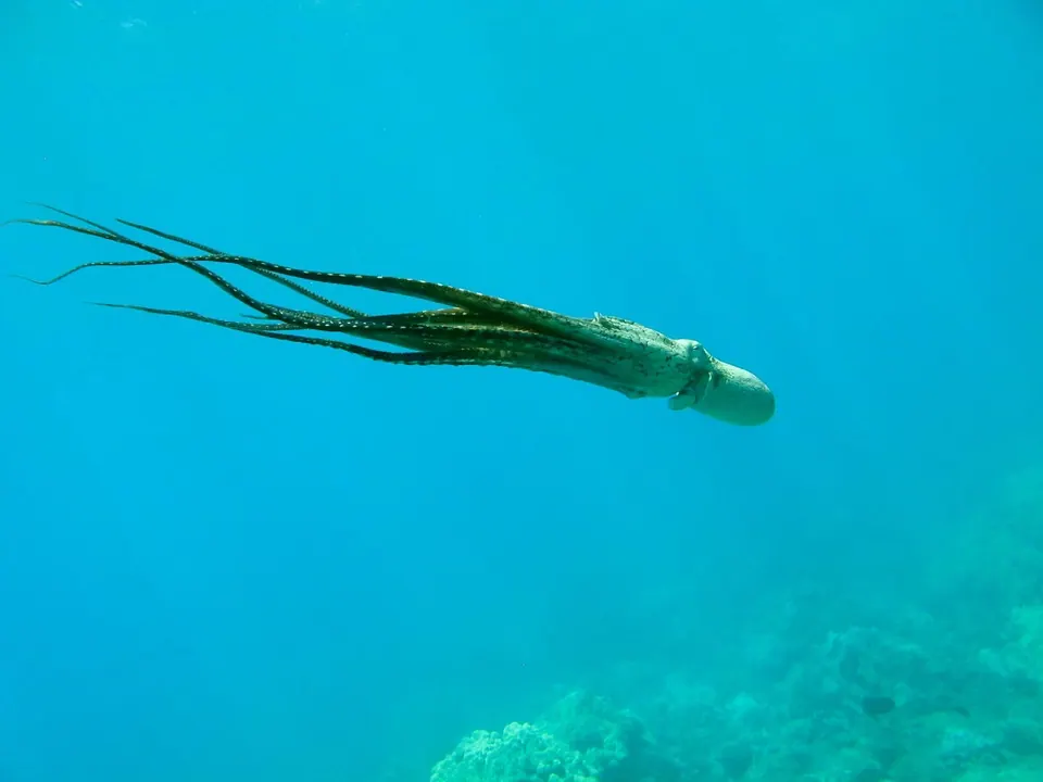 Octopus streaming through open turquoise water with its arms trailing behind